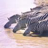 Zebra pool