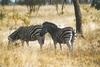 Zebra pair
