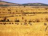 Zebra & Gnu herd