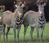 Grevy's Zebra