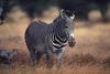 Grevy's Zebra