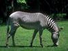 Grevy's Zebra