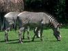 Grevy's Zebra