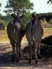 Grevy's Zebra