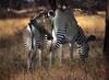 Grevy's Zebra