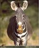 Mountain Zebra (Equus zebra)