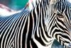 Mountain Zebra (Equus zebra)