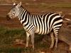 Mountain Zebra (Equus zebra)