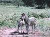 Plains Zebra