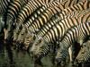 Plains Zebra