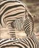 Plains Zebra