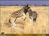 Plains Zebra