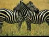 Plains Zebra