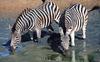Plains Zebra