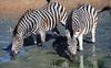 Plains Zebra