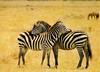 Plains Zebra  necking