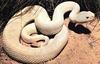 Albino rattlesnake