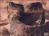 coiled Rattlesnake