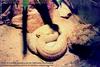 Rattlesnake