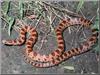 Prairie Kingsnake