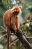 Gibbon (brown monkey)