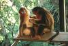 Golden Monkey (Pygathrix roxellana)