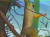 Squirrel Monkey