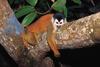 Squirrel Monkey