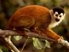 Squirrel Monkeys