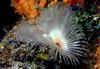 Underwater - Crinoid