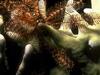 Underwater - Crinoid