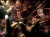 Underwater - Crinoid