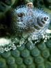 Underwater - Crinoid - Christmas Tree Worm