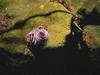 Underwater - Crinoid - Christmas Tree Worm