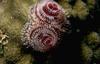 Underwater - Crinoid - Christmas Tree Worm
