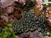 Sea Anemone