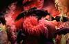 Sea Anemone