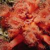 Strawberry Anemone (Sea Anemone)