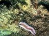 Sea Cucumber