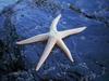 Starfish (Sea Star)