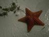 Starfish (Sea Star)