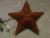 Starfish (Sea Star)