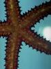 Starfish (Sea Star)