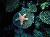 Starfish (Sea Star)