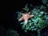 Starfish (Sea Star)