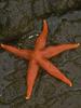 Starfish (Sea Star)