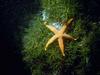 Starfish (Sea Star)