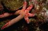 Starfish (Sea Star)