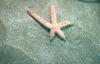 Starfish (Sea Star)