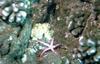 Starfish (Sea Star)